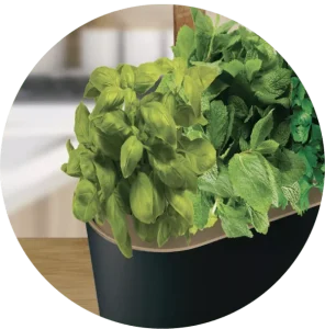 Une photo circulaire d'un potager d'intérieur 123garden sur lequel on perçoit plusieurs espèces d'herbes aromatiques en pleines floraison.