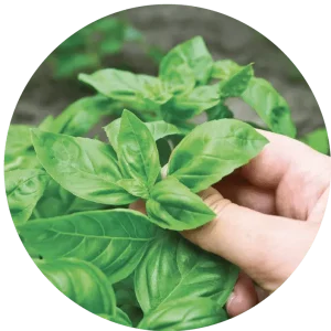 Une photo circulaire d'une main cueillant des plants de basilic en gros plan