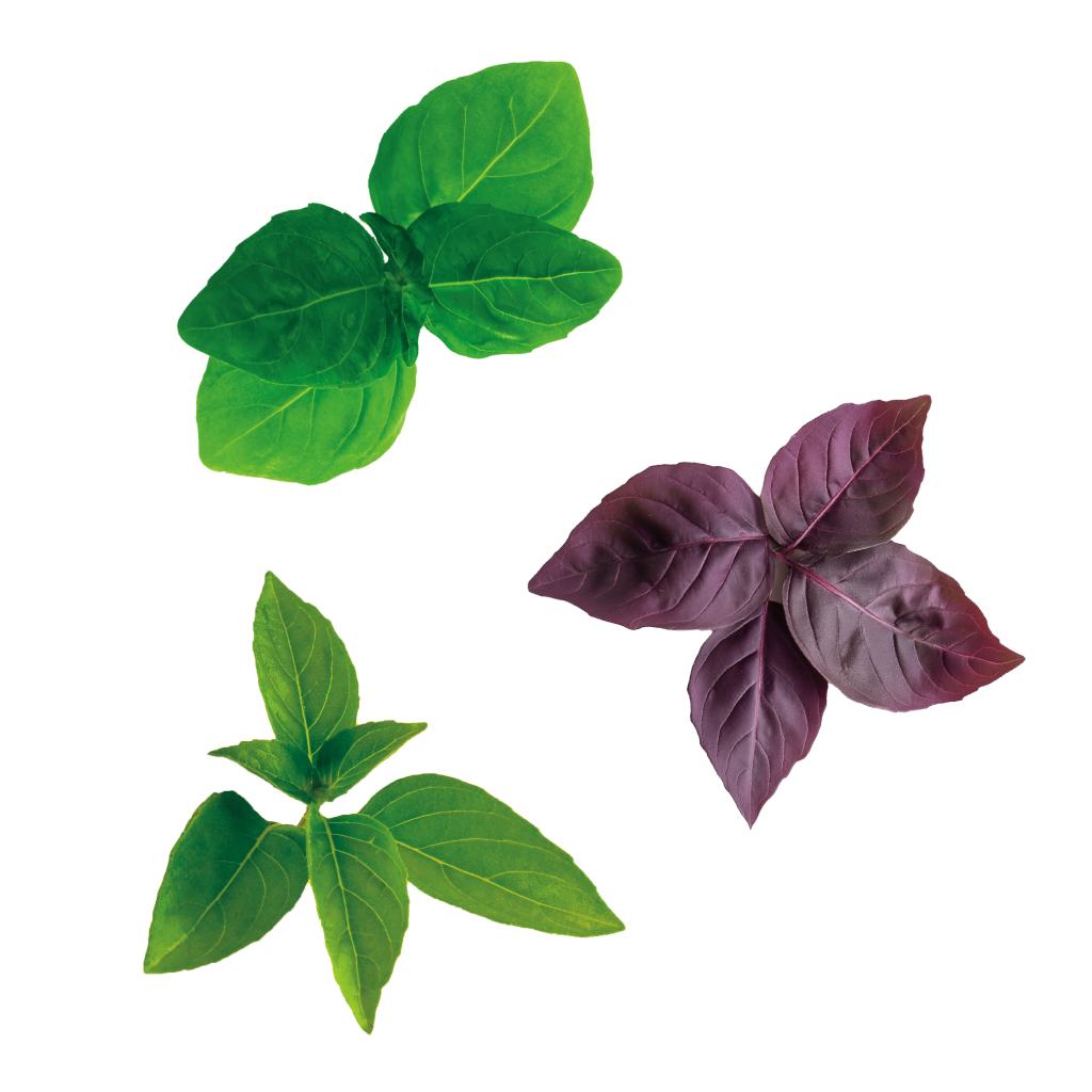 voici nos feuilles aromatiques de notre pack basilic trio
